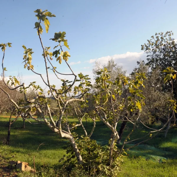 fico bianco cilento