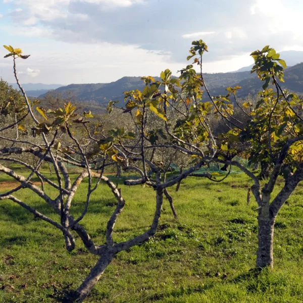 Fichi del Cilento